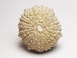 SEA URCHIN: Glypticus hieroglyphicus - Oxfordian - Foug, France