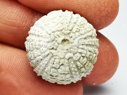 SEA URCHIN: Glypticus hieroglyphicus - Oxfordian - Foug, France