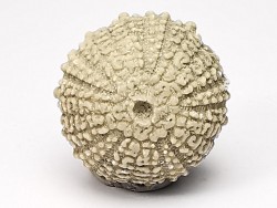 SEA URCHIN: Glypticus hieroglyphicus - Oxfordian - Foug, France