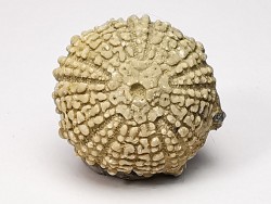 SEA URCHIN: Glypticus hieroglyphicus - Oxfordian - Foug, France