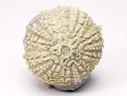 SEA URCHIN: Glypticus hieroglyphicus - Oxfordian - Foug, France