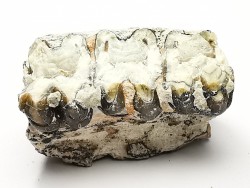 OREODONTE : Merycoidodon culbersoni - Oligocène - Brule FMT - White River Badlands - S. Dakota, USA