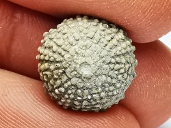 SEA URCHIN: Glypticus hieroglyphicus - Oxfordian - Foug, France
