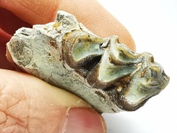 OREODONT : Merycoidodon culbersoni - Oligocene - Brule FMT - White River Badlands - S. Dakota, USA