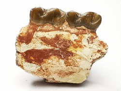 OREODONT : Merycoidodon culbersoni - Oligocene - Brule FMT - White River Badlands - S. Dakota, USA