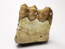 OREODONT : Merycoidodon culbersoni - Oligocene - Brule FMT - White River Badlands - S. Dakota, USA