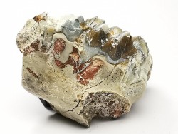 OREODONT : Merycoidodon culbersoni - Oligocene - Brule FMT - White River Badlands - S. Dakota, USA