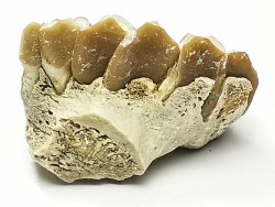 OREODONT : Merycoidodon culbersoni - Oligocene - Brule FMT - White River Badlands - S. Dakota, USA