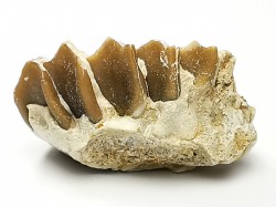OREODONT : Merycoidodon culbersoni - Oligocene - Brule FMT - White River Badlands - S. Dakota, USA