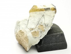 OREODONT : Merycoidodon culbersoni - Oligocene - Brule FMT - White River Badlands - S. Dakota, USA