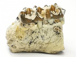 OREODONT : Merycoidodon culbersoni - Oligocene - Brule FMT - White River Badlands - S. Dakota, USA