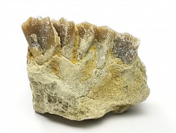 OREODONT : Merycoidodon culbersoni - Oligocene - Brule FMT - White River Badlands - S. Dakota, USA