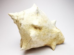 GASTROPOD: Melongena cornuta - Aquitanian - Roquefort, France