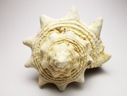 GASTEROPODE : Melongena lainei - Aquitanien - St-Avit (40)