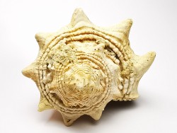 GASTEROPODE : Melongena lainei - Aquitanien - St-Avit (40)