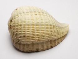 GASTROPOD: Pirula condita - Aquitanian - St-Avit, France