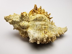 GASTEROPODE : Murex dujardini - Aquitanien - St-Avit (40)