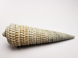 GASTEROPODE : Potamides papaveraceus - Aquitanien - Roquefort (40)