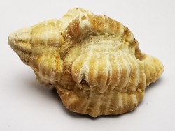 GASTEROPODE : Ocenebra beaumonti - Aquitanien - Roquefort (40)