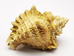 GASTEROPODE : Ocenebra beaumonti - Aquitanien - St-Avit (40)