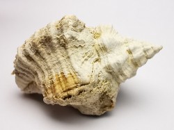 GASTEROPODE : Ocenebra beaumonti - Aquitanien - St-Avit (40)