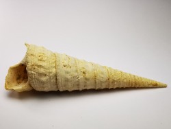 GASTROPOD: Turritella desmarestina - Aquitanian - Roquefort, France