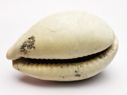 GASTEROPODE : Prozonarina fabagina - Aquitanien - Roquefort (40)