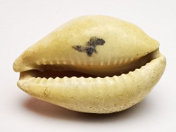 GASTROPOD: Prozonarina fabagina - Aquitanian - Roquefort, France