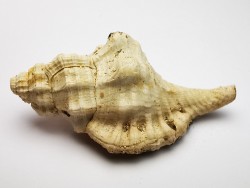 GASTEROPODE : Eutritonium aquitanicum - Aquitanien - Roquefort (40)