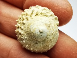 GASTROPOD: Calyptraea costaria - Aquitanian - Roquefort, France