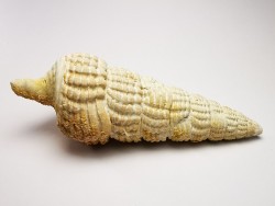 GASTROPOD: Terebralia bidentata - Aquitanian - La Saubotte, France