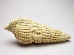 GASTROPOD: Terebralia bidentata - Aquitanian - La Saubotte, France