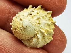 GASTROPOD: Calyptraea costaria - Aquitanian - Roquefort, France