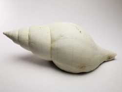 GASTEROPODE : Fasciolaria apicina - Pléistocène - Floride