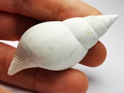 GASTROPOD: Fasciolaria apicina - Pleistocene - Florida, USA