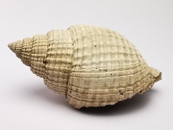 GASTEROPODE : Cancellaria conradiana - Pléistocène - Floride