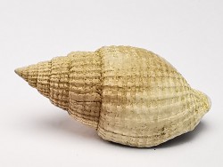GASTEROPODE : Cancellaria conradiana - Pléistocène - Floride