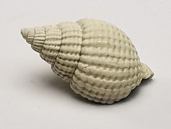 GASTEROPODE : Cancellaria conradiana - Pléistocène - Floride