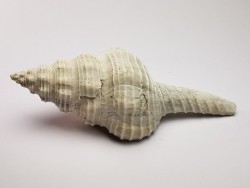 GASTEROPODE : Fusinus caloosaensis - Pléistocène - Floride