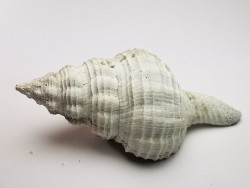 GASTEROPODE : Fusinus caloosaensis - Pléistocène - Floride