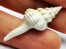 GASTEROPODE : Fusinus caloosaensis - Pléistocène - Floride