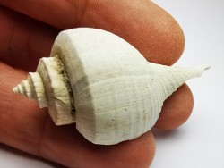 GASTROPOD: Busycon cf. planulatum - Pleistocene - Florida, USA