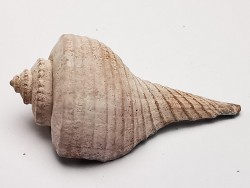 GASTEROPODE : Busycon cf. planulatum - Pléistocène - Floride