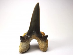 dent de requin Cretodus crassidens - Cénomanien (Texas)