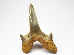 shark tooth Cretodus crassidens - Cenomanian (Texas)