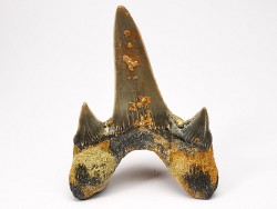 dent de requin Cretodus crassidens - Cénomanien (Texas)