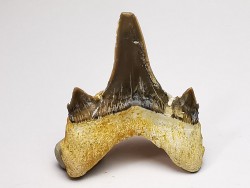 dent de requin Cretodus crassidens - Cénomanien (Texas)