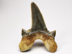 dent de requin Cretodus crassidens - Cénomanien (Texas)