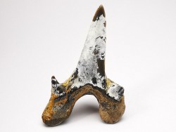 dent de requin Cretodus crassidens - Cénomanien (Texas)