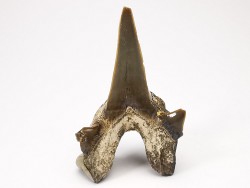 shark tooth Cretodus crassidens - Cenomanian (Texas)